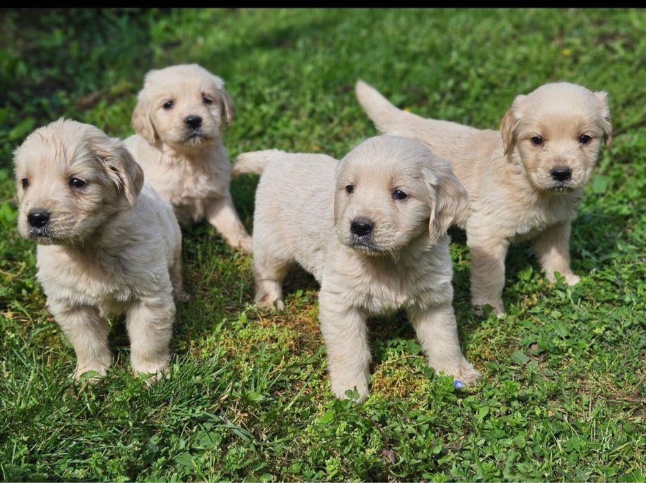 Голдън Ретривър кутрета