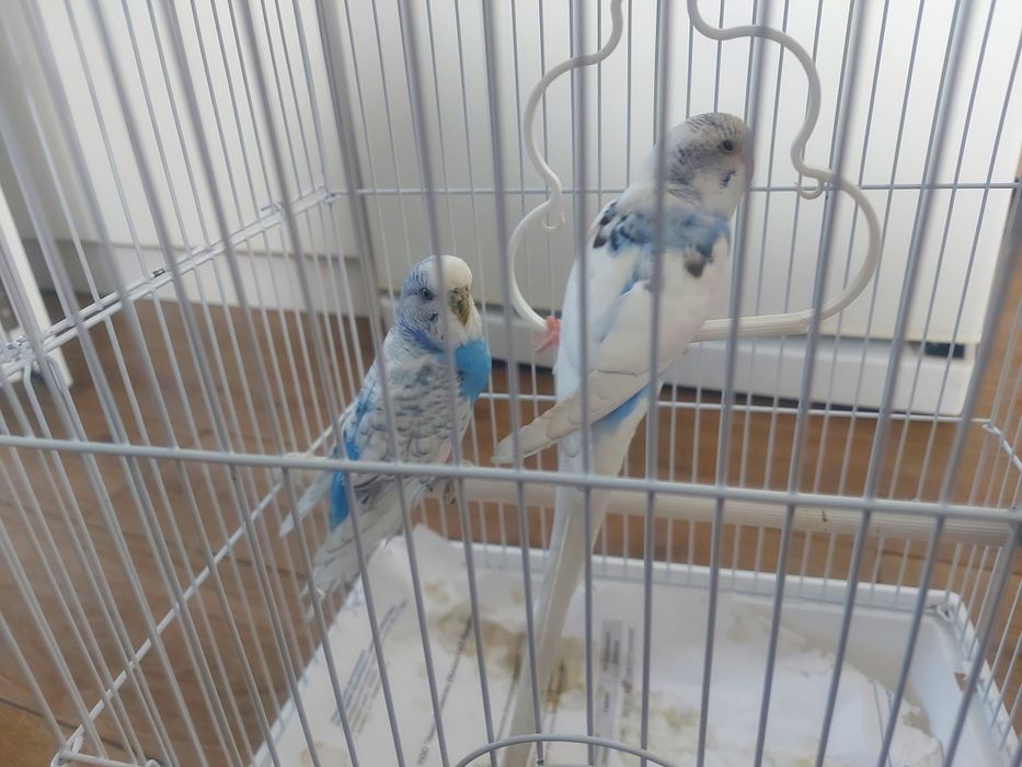 Волнистый попугай пара