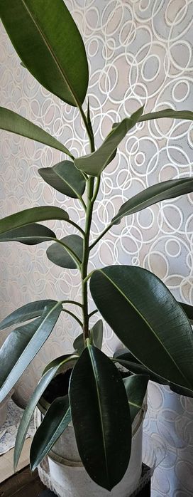 Комнатное растение Фикус