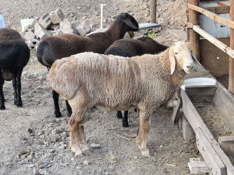 Qochqolar sotiladi baquvat toza yem bilan boqilgan semiz
