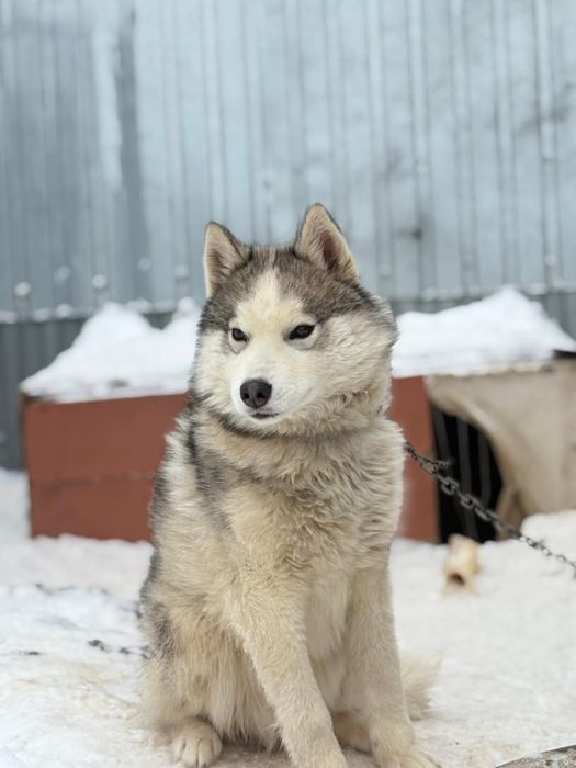 Продам щенка хаски
