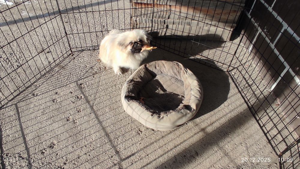 Пекинес мальчик 1 год!