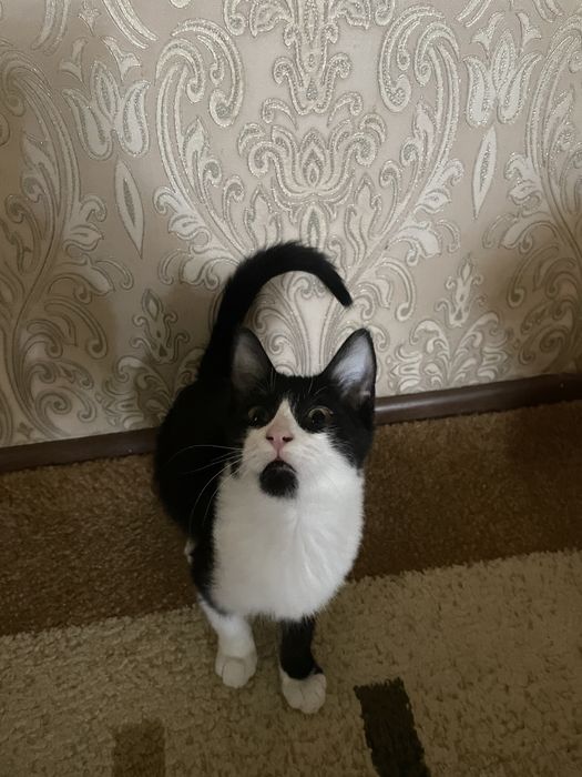 Котенек , мальчик, 4 месяца