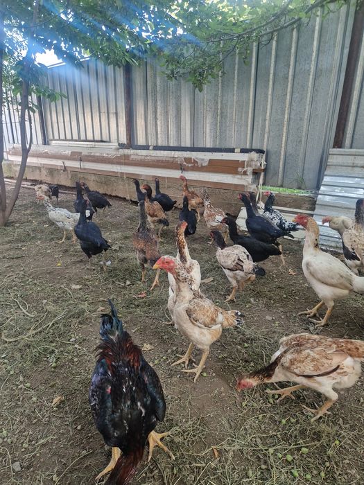 Куры и петухи продам
