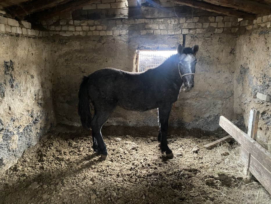 Продам лошадей стоит на откорме