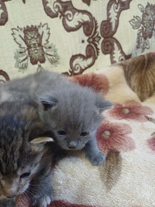 Котёнки азиатской табби,