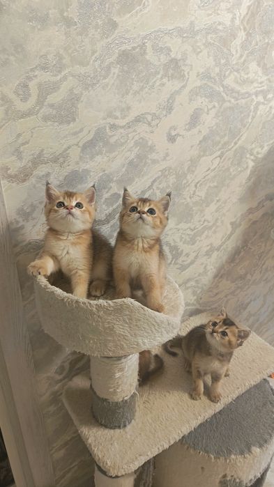 Шикарные котята здоровые игривые