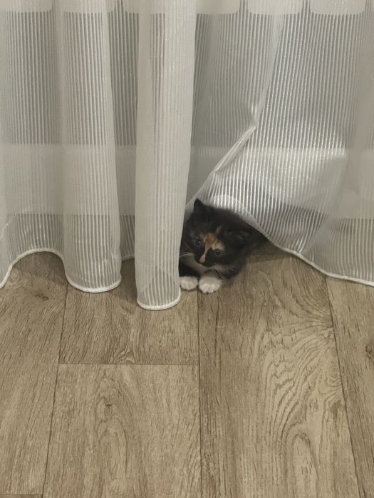 Котенок/кошка даром