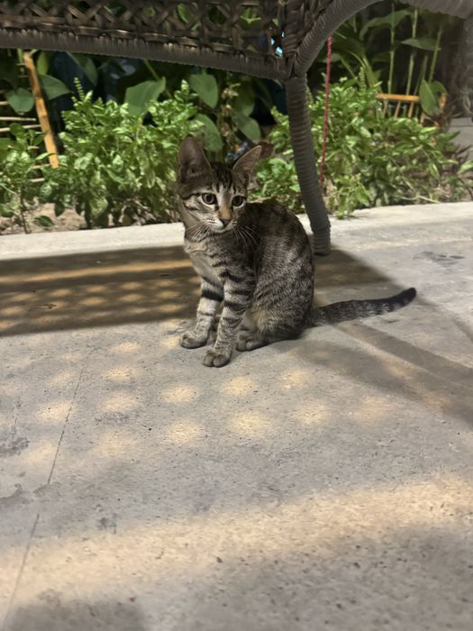Mushuk bolalari 3 ta bor