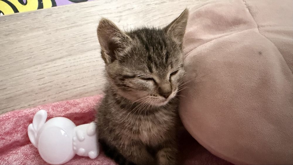 Котята-девочки 1,5 месяца в добрые руки