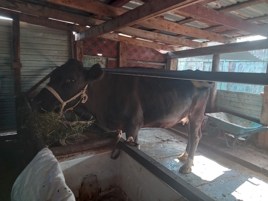 Продам корова 2 отель крупный