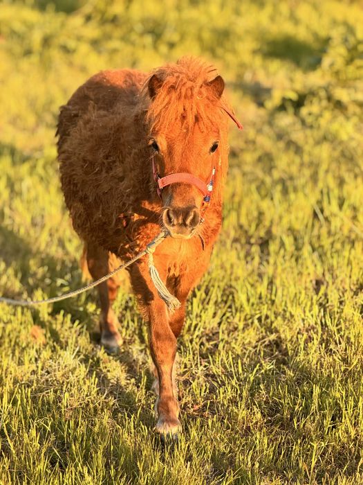 МИНИ ПОНИ ЧЕРВЕНО