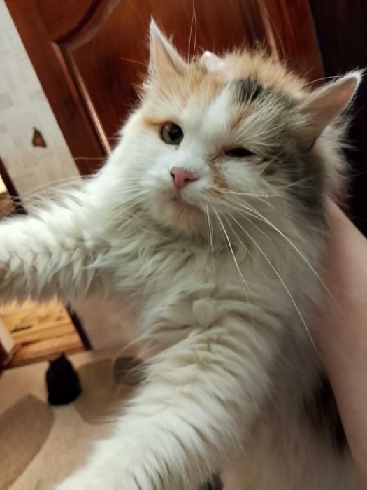 Кошка трехцветка