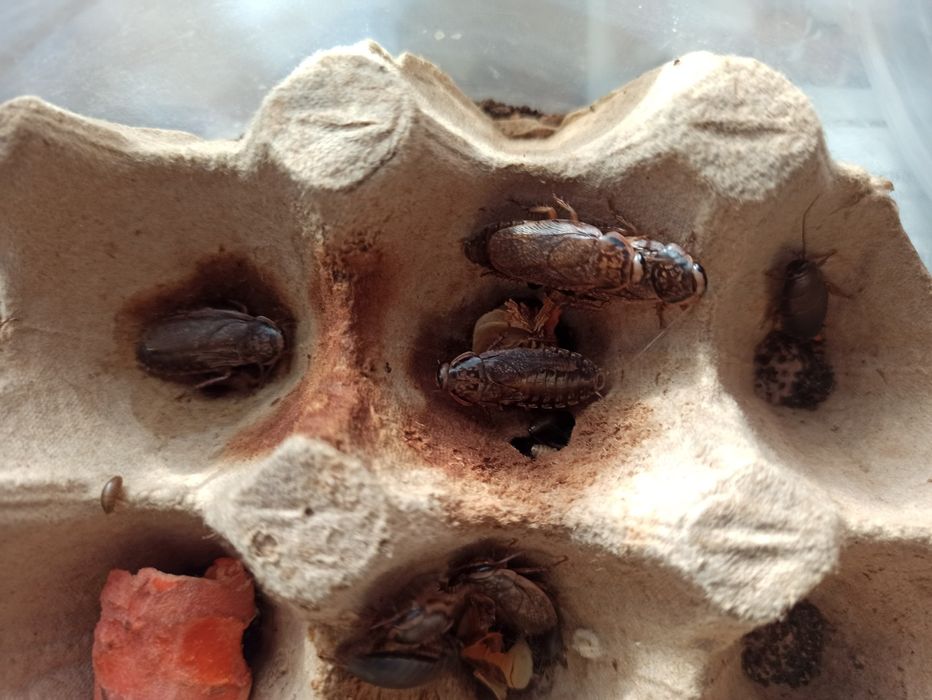 Мраморные тараканы