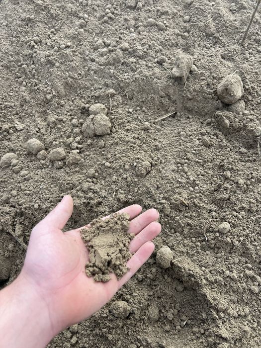 Pamnat nisipos pentru gazon ( țâfă )