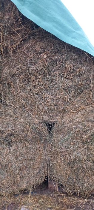 Vand baloti lucerna,  infoliati