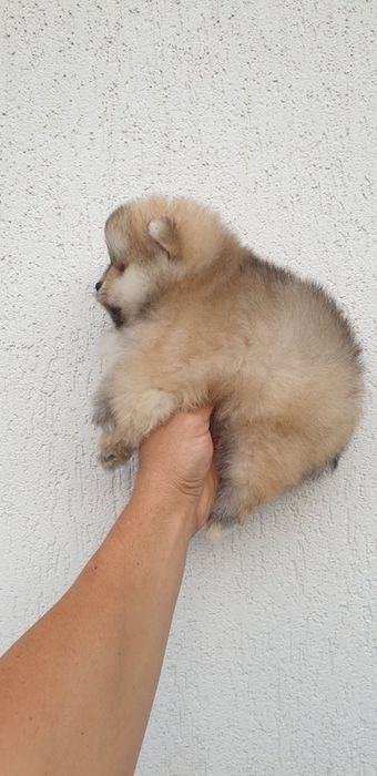 Померан мини мини