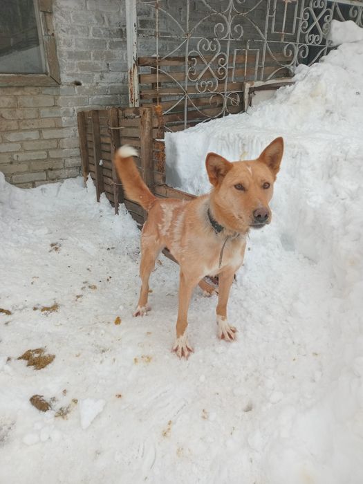 Срочно отдам собаку.