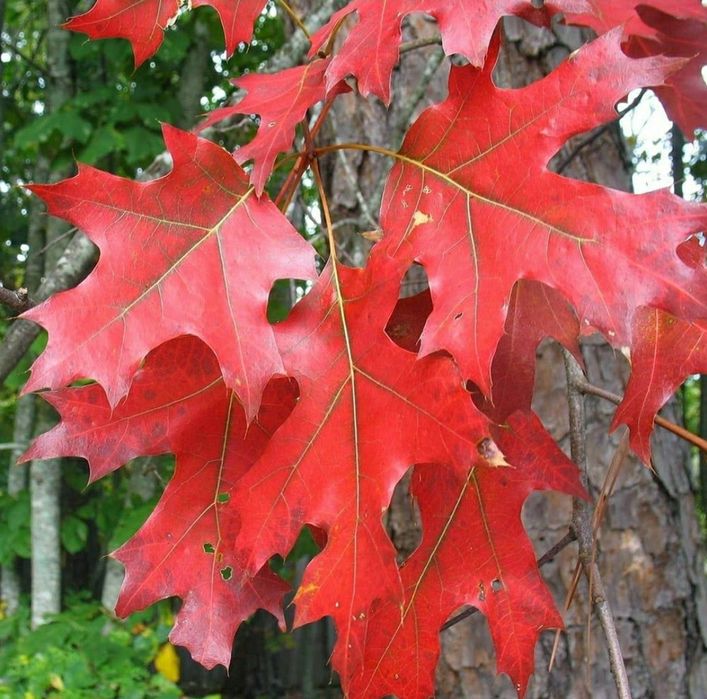 Stejar Rosu American