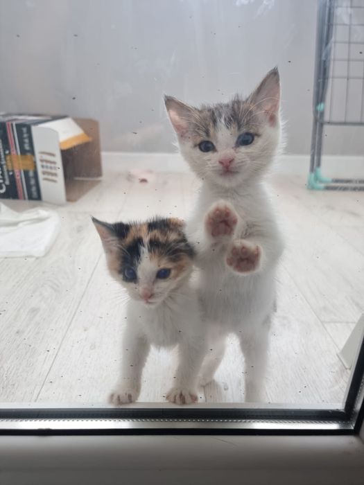 Котята ищут дом, девочки