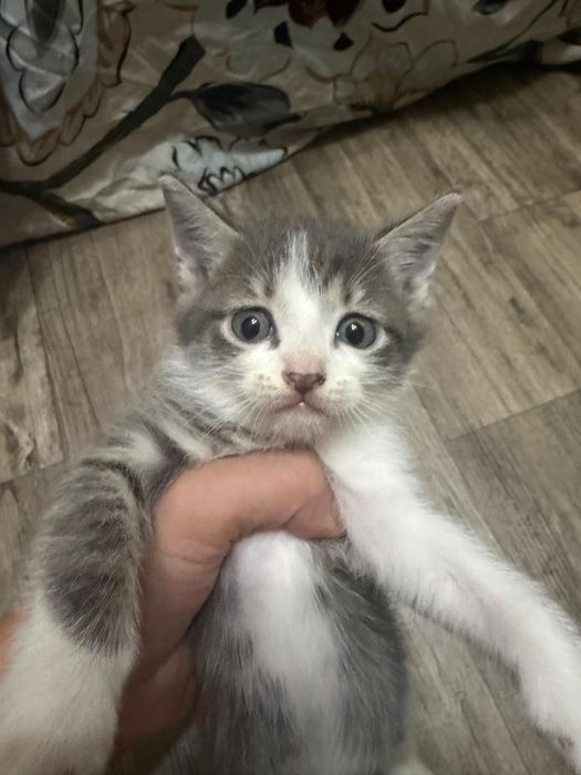 Котята Подарки для дома и души