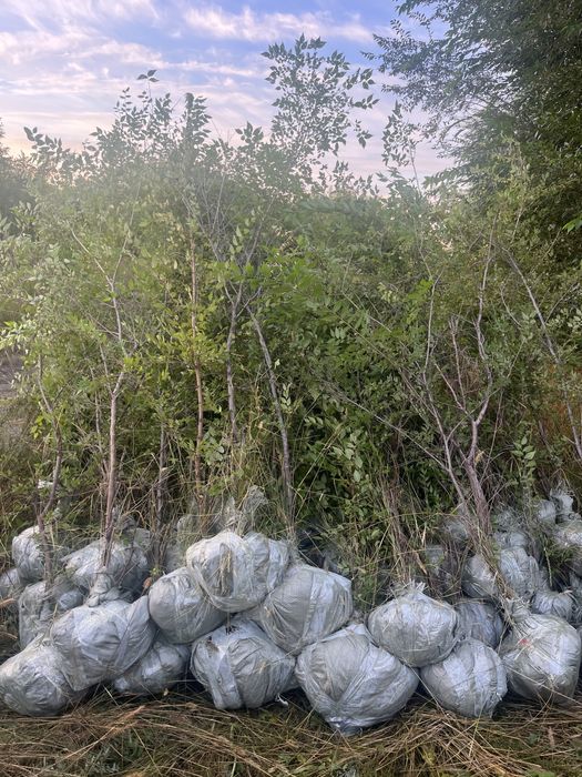 Карагач вяз живая изгородь