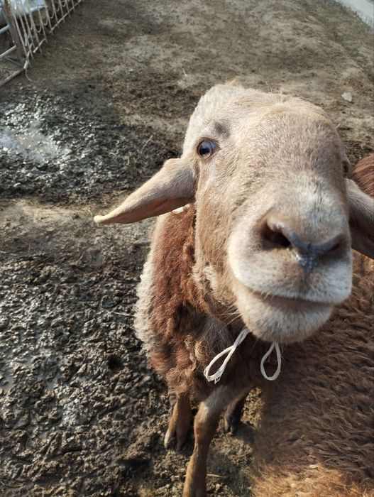 1 yosh quchqor sotiladi