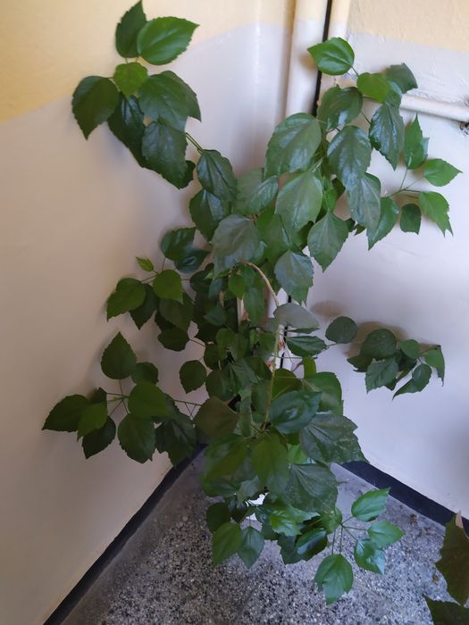 ПРОДАМ красиви цветя