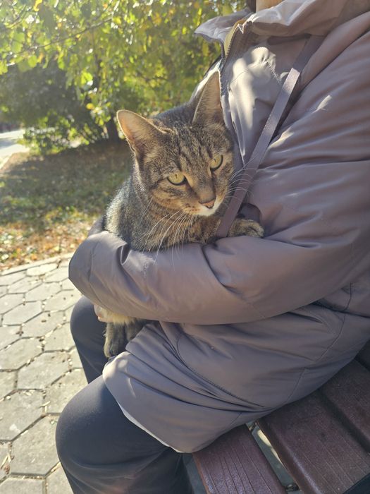 Кошка  Бакыт ищет дом
