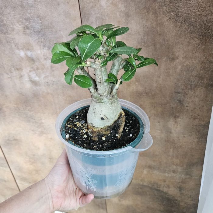 Адениум продам в горшке