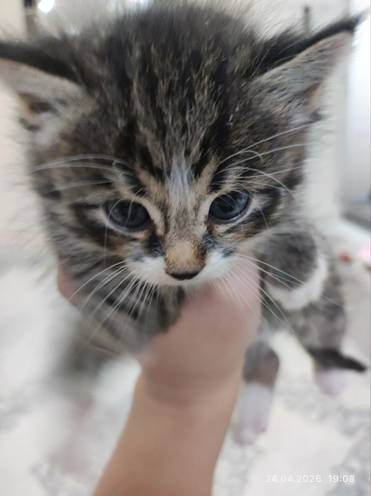 новорождённый котёнок