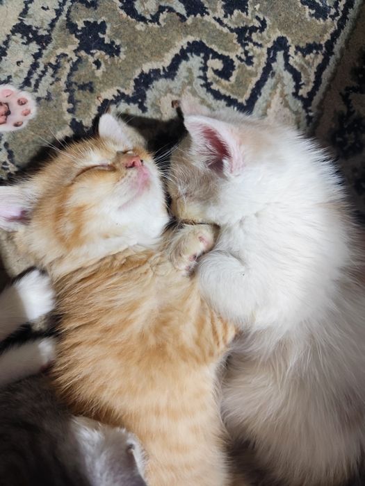 Котята бесплатно