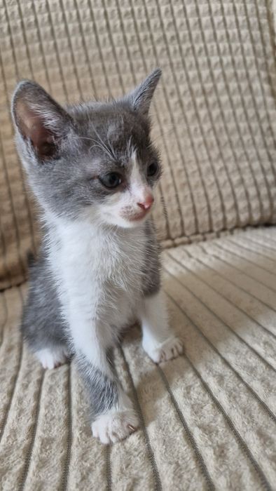 Отдам даром котенка