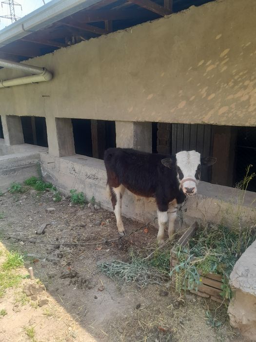 Buqacha sotiladi