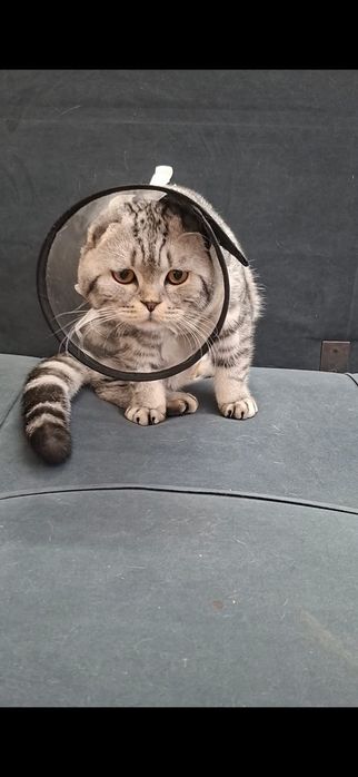Передержка кошек
