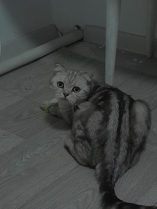 Шотландский веслоухий кот