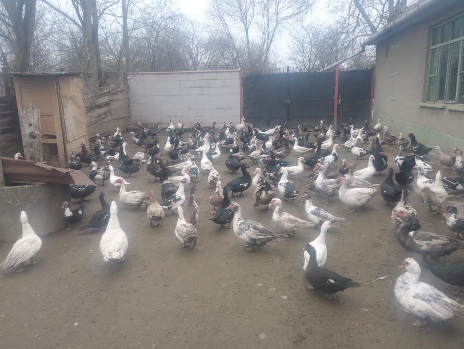 Vand Rate și rățoi