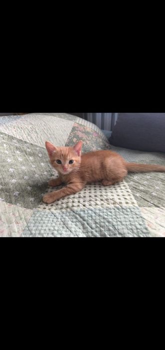 Котята 1,5 месяца, рыжие.