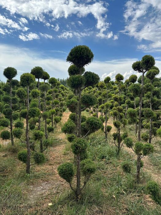Манзарали Арча, Дарахтлар сотилади!