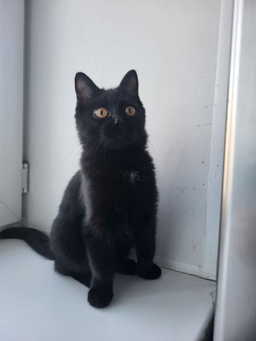 Дарю котенка, мальчик 5 месяцев