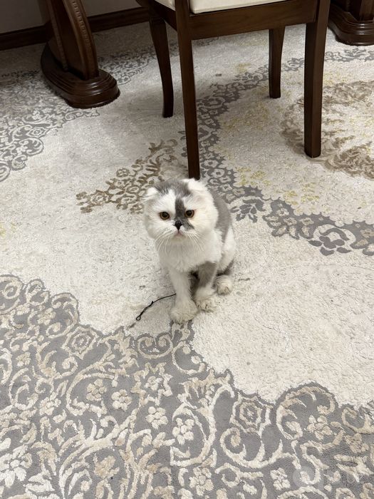 Кошка персидская, мальчик