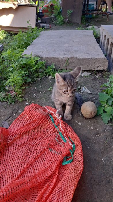 Замурчательные мышеловки в добрые ручки