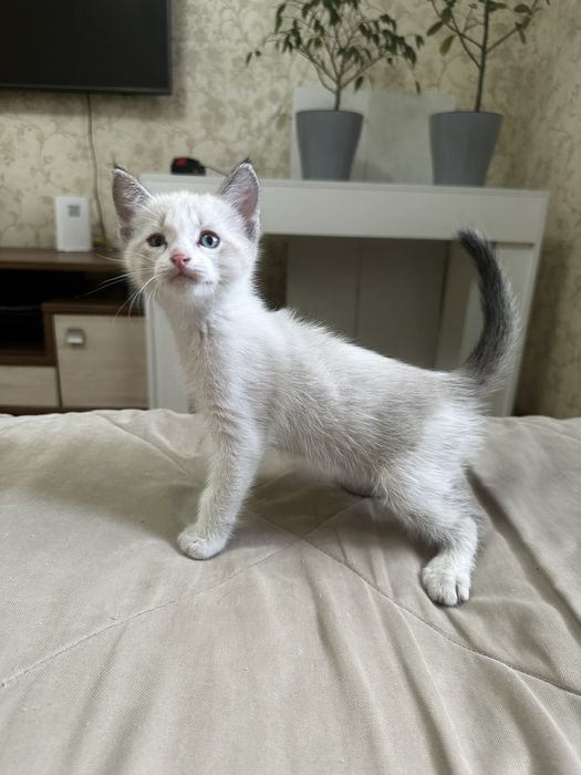 Отдам котят в хорошие руки