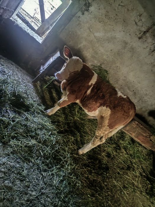 Vând tăurasi de 2 luni