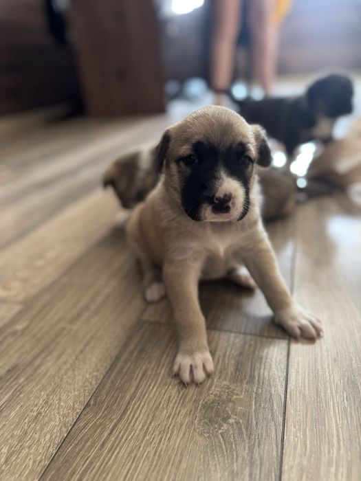 Щенки / щенок / собачки