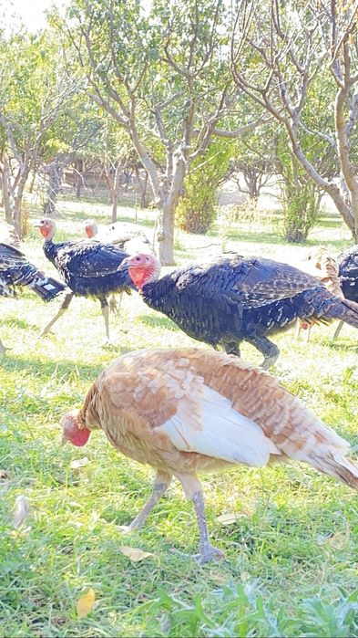 40шт үндік сатылады қоразы