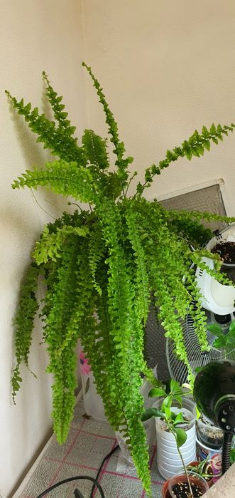 Папоротник Нефролепис дассада