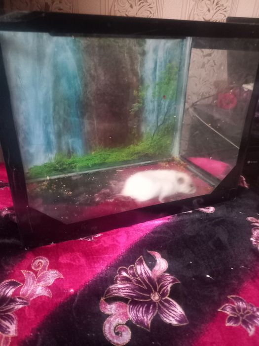 Uy sichqoncha sotiladi