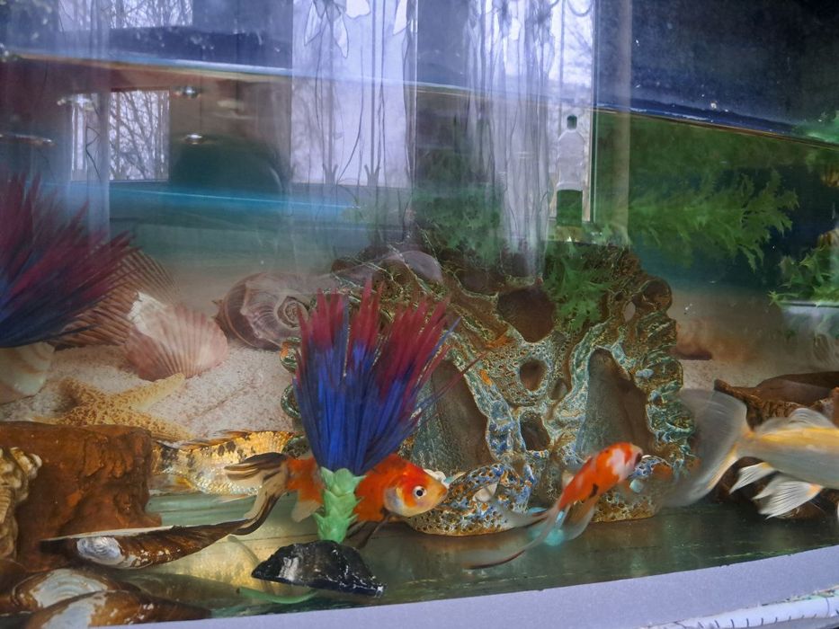 Аквариум сотилади