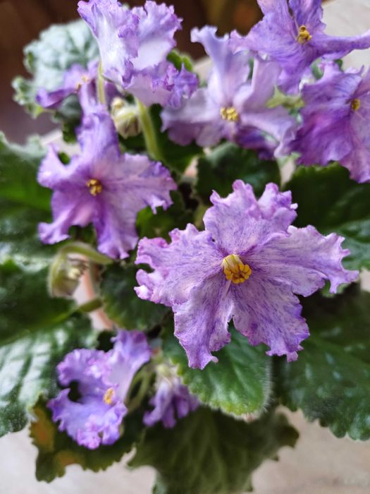 фиалки  стартеры, детки и листики